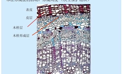 制乌梅的功效与作用网- 制乌梅的功效与作用性味及禁忌知识,分享制乌梅的功效与作用及禁忌